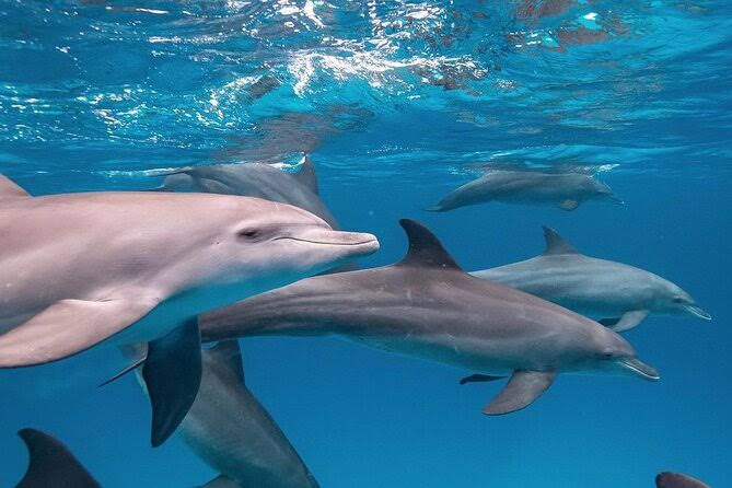 Dolphin Tour - Zanzibar Marine Adventure